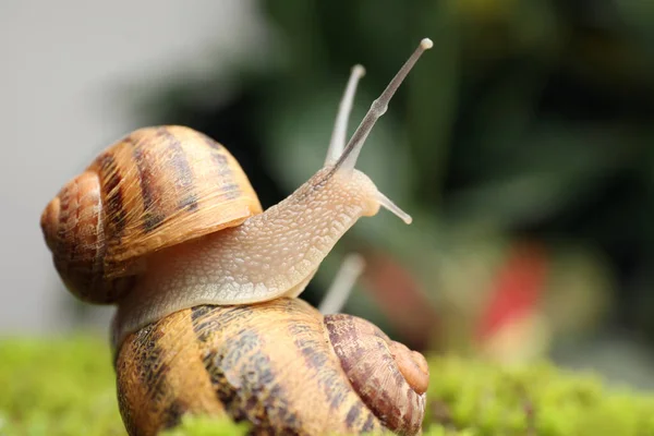 Caracóis Jardim Comum Rastejando Musgo Verde Livre Close — Fotografia de Stock