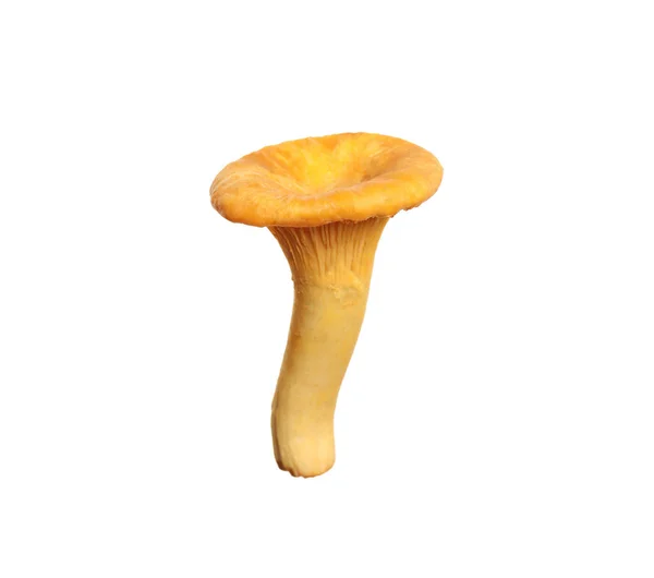 Verse Wilde Chanterelle Paddestoel Geïsoleerd Wit — Stockfoto