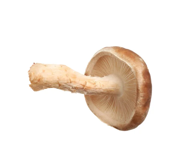 Fresh Wild Shiitake Mushroom Isolated White — Stock Photo, Image