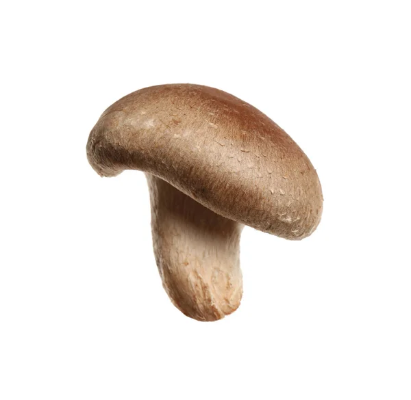 Fungo Shiitake Selvatico Fresco Isolato Bianco — Foto Stock