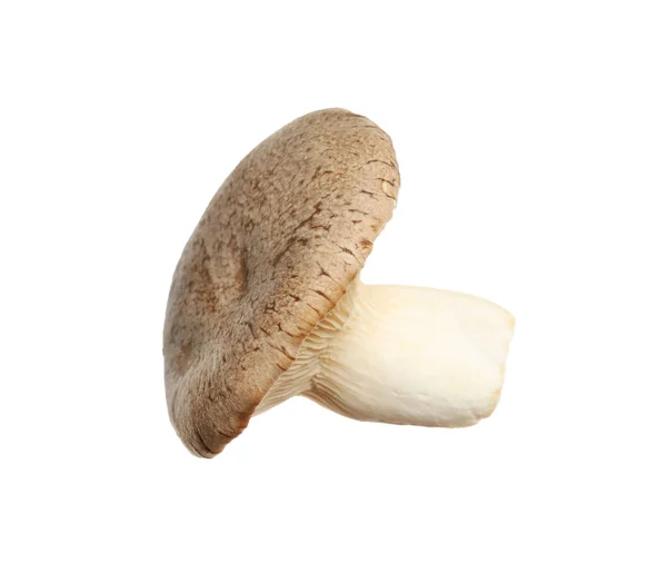 Cogumelo Trompete Rei Fresco Isolado Branco — Fotografia de Stock