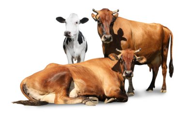 Beyaz arka planda şirin inekler. Hayvancılık.