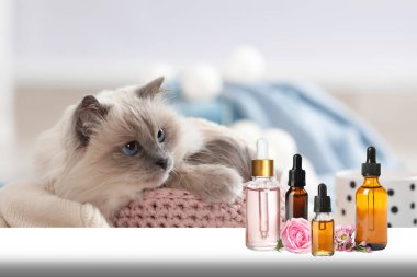 Hayvanlar için Aromaterapi. Temel yağlar ve arka planda sevimli bir kedi.