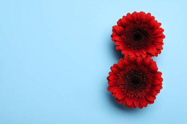 Açık mavi arka planda kırmızı gerberalardan yapılmış 8 numara, düz ve metin için boşluk. Uluslararası Kadınlar Günü