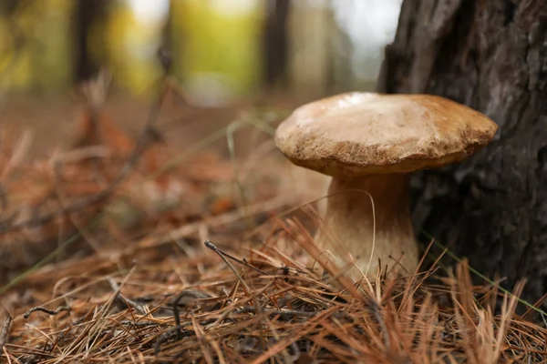 秋天的森林里生长着野生蘑菇 案文的篇幅 — 图库照片