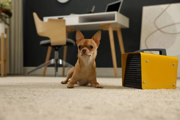 Chihuahua Közelében Modern Elektromos Ventilátor Fűtőberendezés Padlón — Stock Fotó