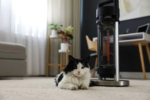 Cat Blízkosti Moderní Elektrické Halogenové Topení Podlaze Pokoji — Stock fotografie