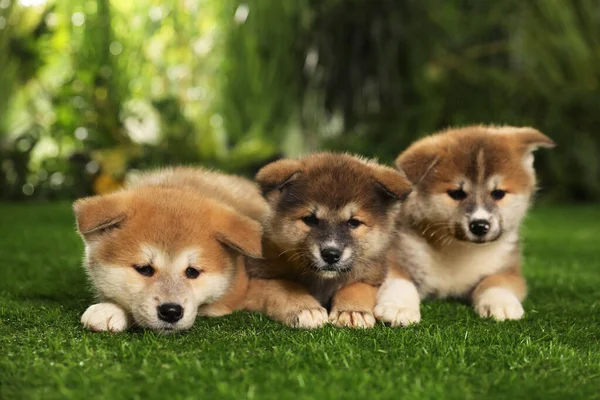 Adorable Akita Inu Puppies Green Grass Outdoors — Stock Photo, Image