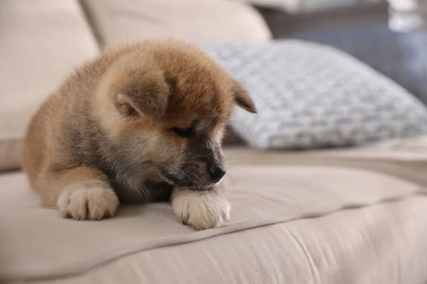 Adorable Akita Inu Puppy Beige Sofa — Stock Photo, Image