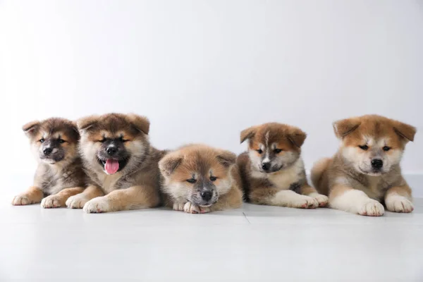 Adoráveis Filhotes Akita Inu Chão Perto Parede Luz Espaço Para — Fotografia de Stock