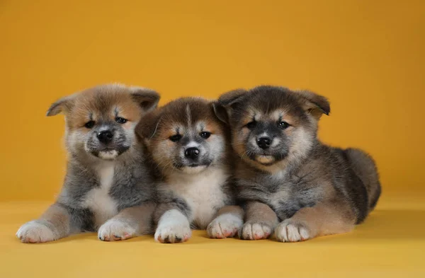 Entzückende Akita Inu Welpen Auf Gelbem Hintergrund — Stockfoto