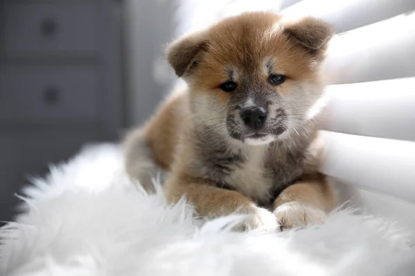 Cute Akita Inu Puppy Fuzzy Rug Window Indoors — Stock Photo, Image