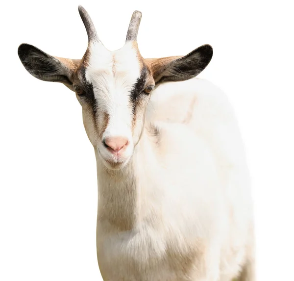 Cute Goat White Background Animal Husbandry — Stock Photo, Image