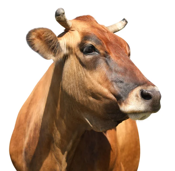 Cute Brown Cow White Background Closeup View Animal Husbandry — Stock Photo, Image