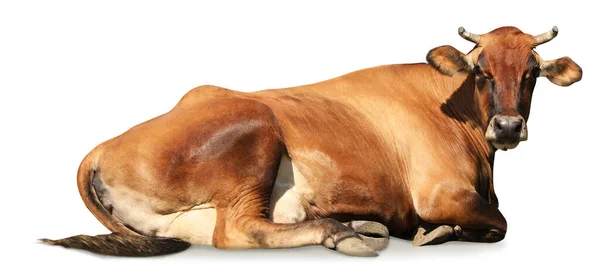 Cute Brown Cow Lying White Background Banner Design Animal Husbandry — Stock Photo, Image