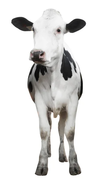Niedliche Kuh Auf Weißem Hintergrund Tierhaltung — Stockfoto