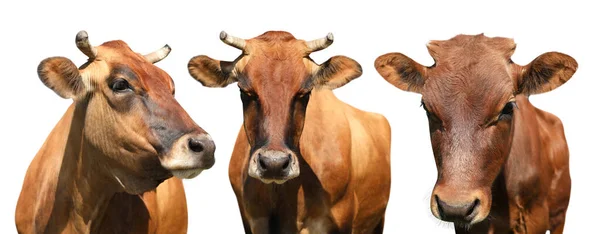 Set Con Vacas Lindas Sobre Fondo Blanco Diseño Banner Cría — Foto de Stock