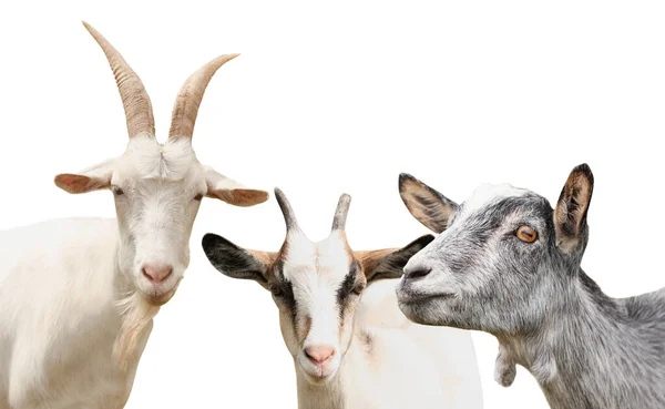 Set Con Cabras Lindas Sobre Fondo Blanco Cría Animales — Foto de Stock