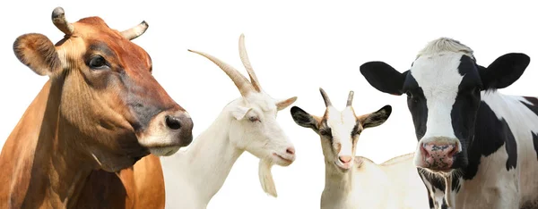 Set Mit Niedlichen Kühen Und Ziegen Auf Weißem Hintergrund Banner — Stockfoto