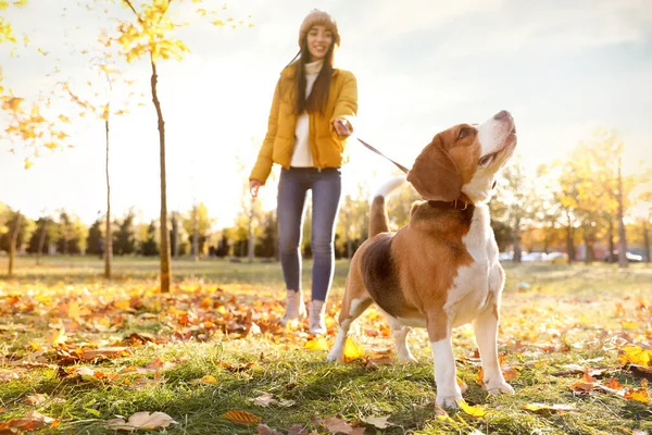 Woman Walking Her Cute Beagle Dog Autumn Park — Stock Photo, Image