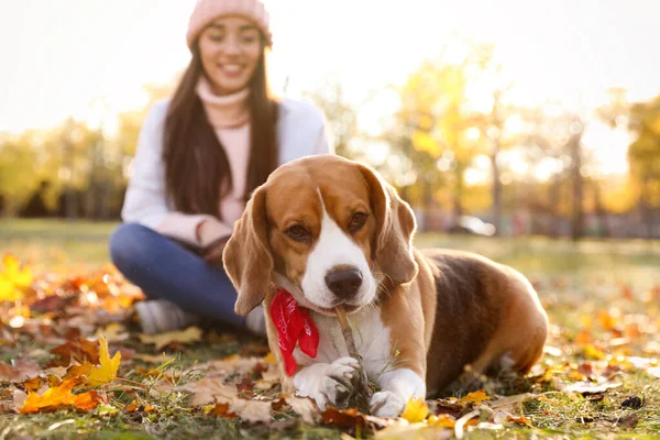 Woman Walking Her Cute Beagle Dog Autumn Park — Stock Photo, Image