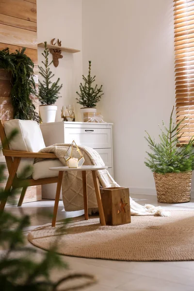 Mooie Kamer Ingericht Voor Kerstmis Met Potted Firs Interieur Ontwerp — Stockfoto
