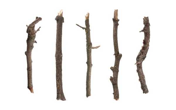 白い背景に古い乾燥した木の枝のセット バナーデザイン — ストック写真