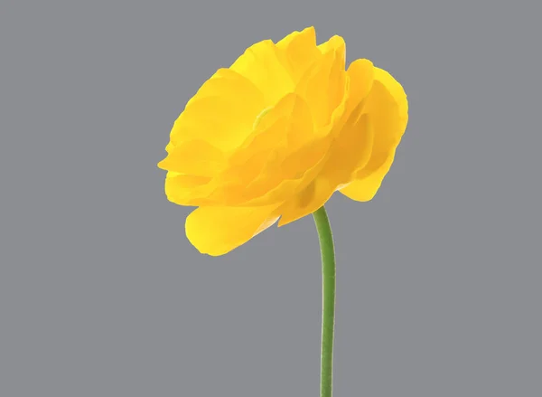 Farbe Des Jahres 2021 Schöne Gelbe Hahnenfuß Blume Auf Grauem — Stockfoto