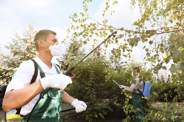 Рабочие Распыляют Пестициды Дерево Открытом Воздухе Контроль Вредителей — стоковое фото