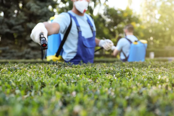 Рабочие Распыляют Пестициды Зеленые Кусты Открытом Воздухе Крупным Планом Контроль — стоковое фото