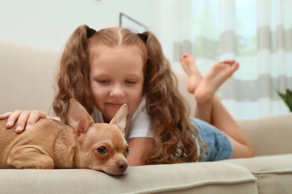 自宅でソファの上で彼女のChihuahua犬とかわいい子 愛らしいペット — ストック写真