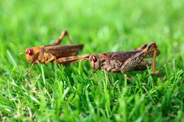 Braune Heuschrecken Auf Dem Rasen Freien Wilde Insekten — Stockfoto