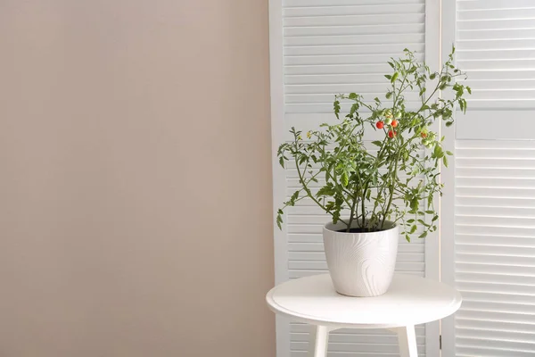 Tomatenplant Pot Witte Tafel Bij Lichte Wand Ruimte Voor Tekst — Stockfoto