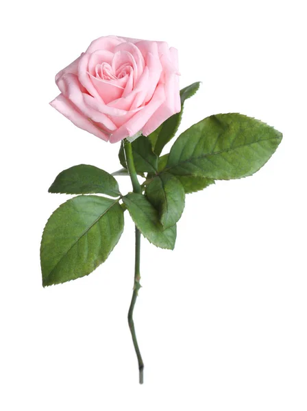 白にピンク色のバラを咲かせます 美しい花 — ストック写真