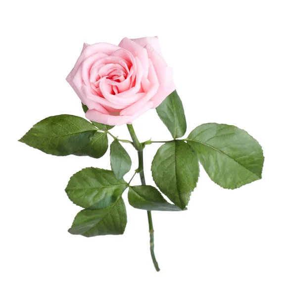 Rosa Florescente Isolado Branco Bela Flor — Fotografia de Stock