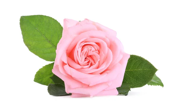 绽放的粉红色玫瑰在白色上被隔离开来 美丽的花朵 — 图库照片
