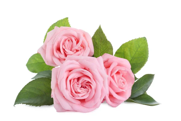 Rosas Cor Rosa Florescendo Fundo Branco Lindas Flores — Fotografia de Stock