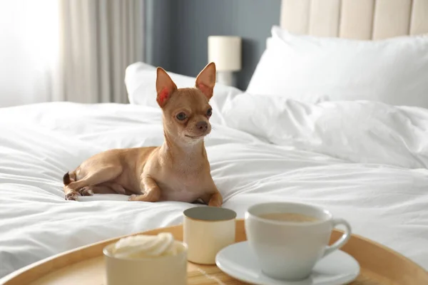 Tray with tasty breakfast and cute Chihuahua dog on bed in room. Pet friendly hotel