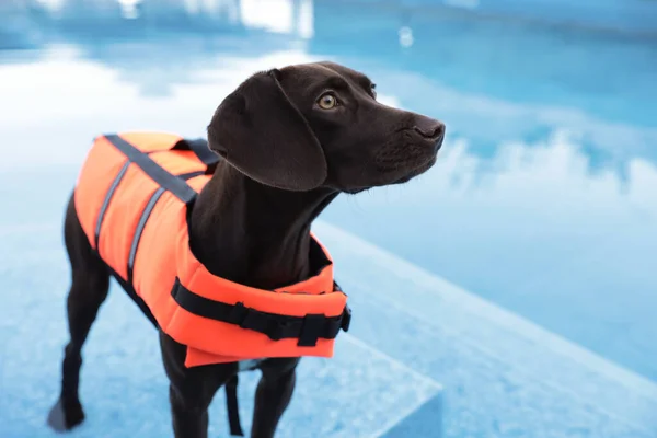 在室外游泳池内穿着救生衣的狗救援队 特写镜头 — 图库照片