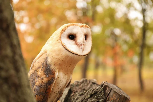 Schöne Schleiereule Auf Baum Freien — Stockfoto