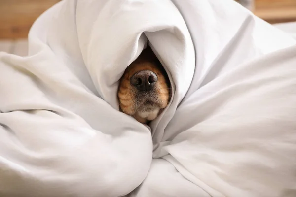 Cute English Cocker Spaniel Covered Soft Blanket Indoors Closeup — Stock Photo, Image