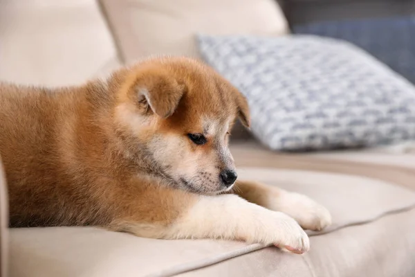 Adorable Cachorro Akita Inu Sofá Beige —  Fotos de Stock