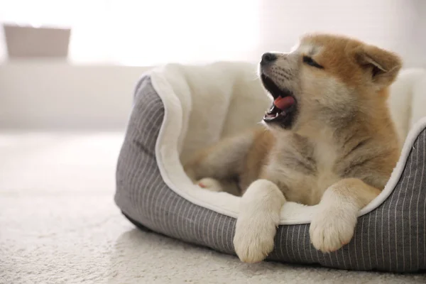Adorable Akita Inu Puppy Dog Bed Indoors — Stock Photo, Image
