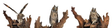 Collage with photos of beautiful eagle owl on white background. Banner design  clipart