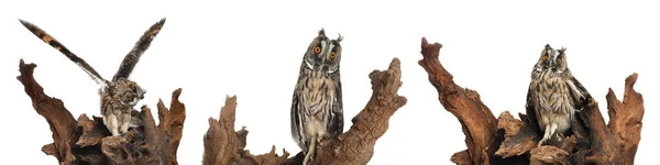 Collage Photos Beautiful Eagle Owl White Background Banner Design — Stock Photo, Image