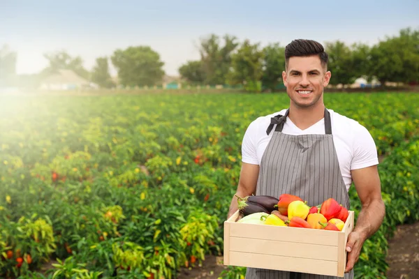 Boer Met Houten Krat Vol Met Verschillende Groenten Het Veld — Stockfoto