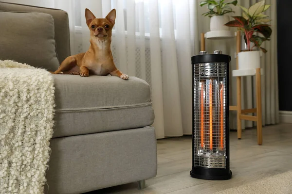 Chihuahua Pohovce Blízkosti Moderního Elektrického Halogenového Ohřívače Obývacím Pokoji — Stock fotografie