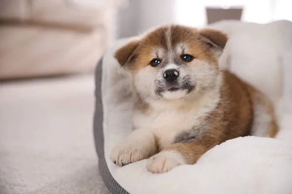 Adorable Akita Inu Puppy Dog Bed Indoors — Stock Photo, Image