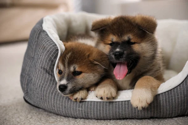 Adorable Akita Inu Puppies Dog Bed Indoors — Stock Photo, Image