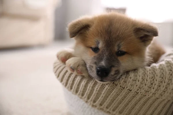 Uroczy Szczeniak Akita Inu Łóżku Psa Rozmytym Tle Zbliżenie — Zdjęcie stockowe